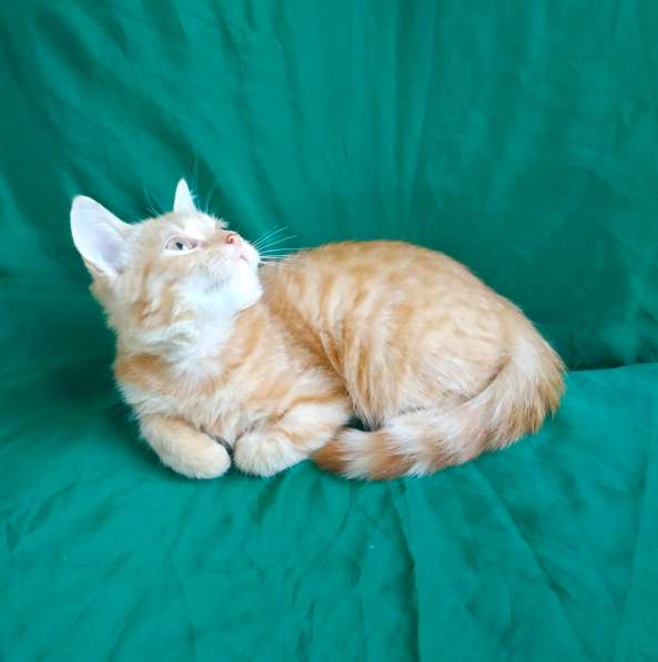 Шотландский прямоушка кошечка в Симферополе фото 6