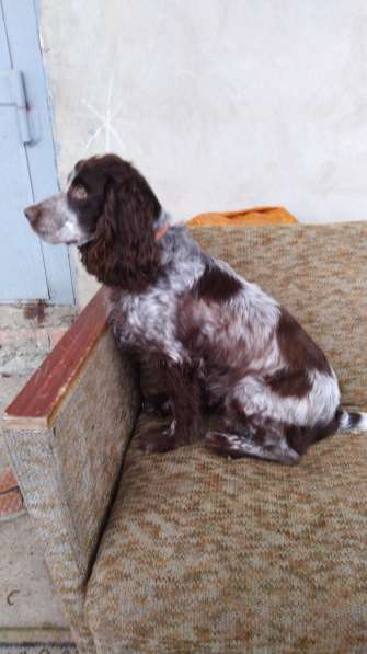 Щенки кокер спаниеля в Краснодаре фото 5