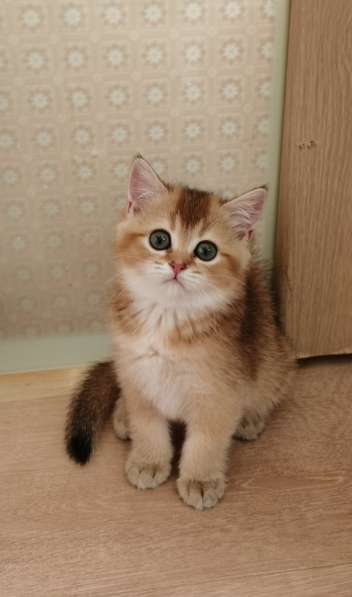 Шотландские котята в Новосибирске фото 8