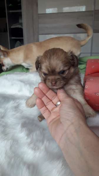 Chihuahua 1 девочка и 2 мальчика.❤❤❤ в фото 8