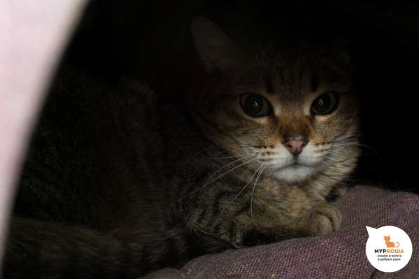 Скоро ли Кендис встретит своего хозяина