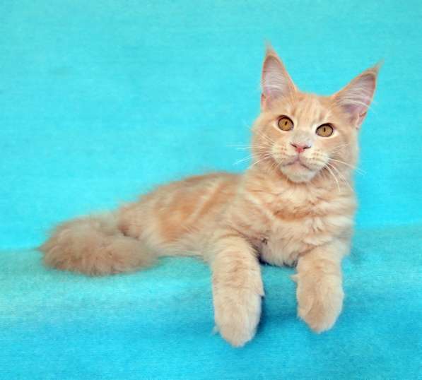 Кошечка мейн-кун из питомнника в Казани фото 46