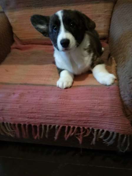 Щенки вельш корги кардиган в Москве фото 13