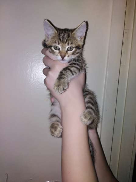 Котята в Сергиевом Посаде фото 8