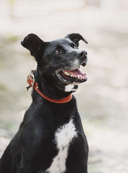 Статный красавец Виконт ищет семью в Москве фото 46