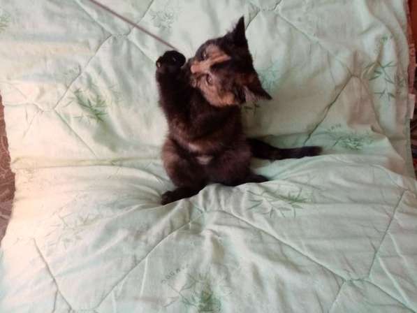 Британская кошечка 1.5 месяца в Санкт-Петербурге