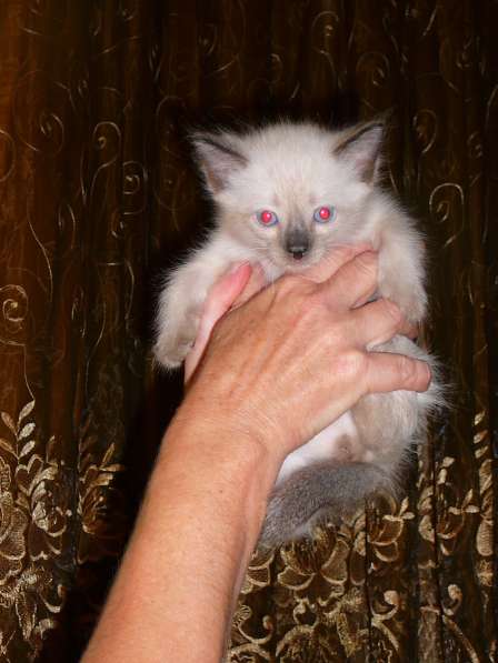 Отдам в хорошие руки котят, возраст 1 месяц 7 дней в Новокузнецке фото 4