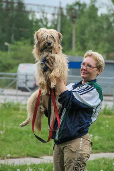 Длинношерстный красавец-пёс ищет дом в Санкт-Петербурге фото 6