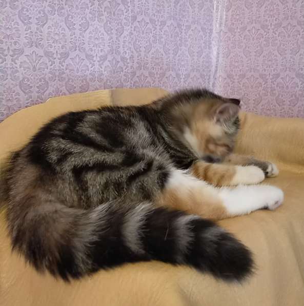 Котенок экзот девочка в Тюмени фото 13