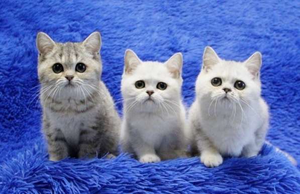 Котята британской короткошерстной породы драгоценных окрасов