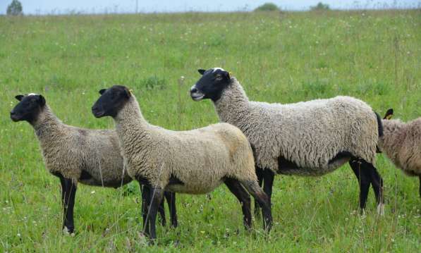 Племенные овцы породы Романовская (Скот из Европы) в Красноярске фото 6