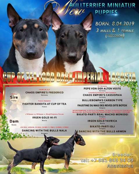 Miniature bull terrier в фото 3