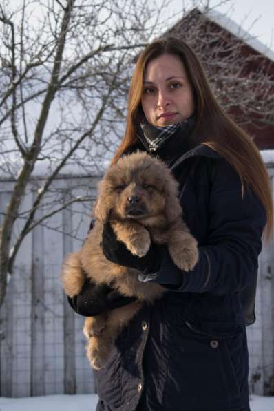 Продаются высокопородные щенки Тибетского мастифа в Москве фото 9