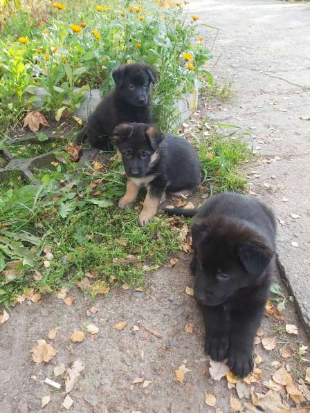 Продаются чистопородные щенки черной немецкой овчарки в Приморске фото 13