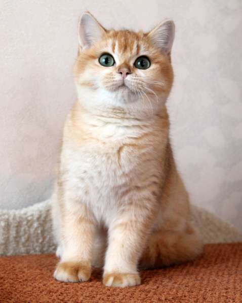 Британские плюшевые котята золотой шиншиллы в Москве фото 7