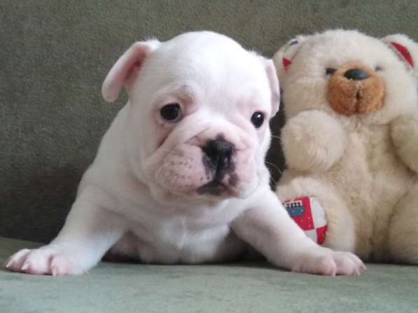 Шикарная леди Премиум (French Bulldog) White в Смоленске фото 15