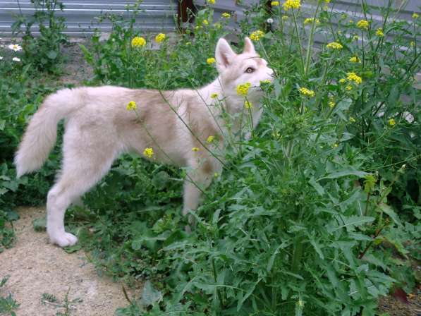 Продажа щенков Хаски в Новосибирске фото 19