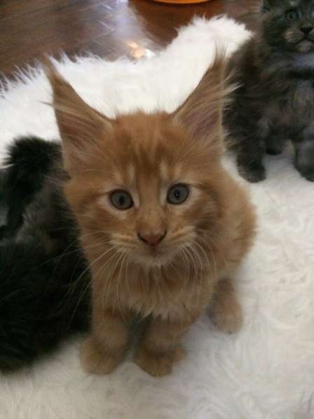 Котята мейн-кун в Санкт-Петербурге