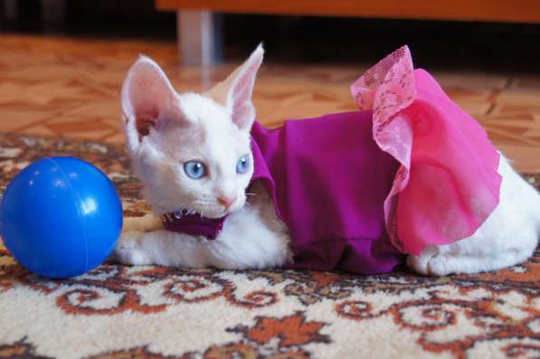 Котята кучеряшки в Москве