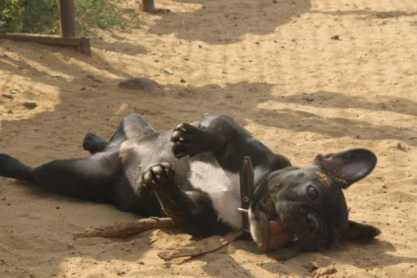 Французский бульдог подрощенная девочка в Москве фото 20