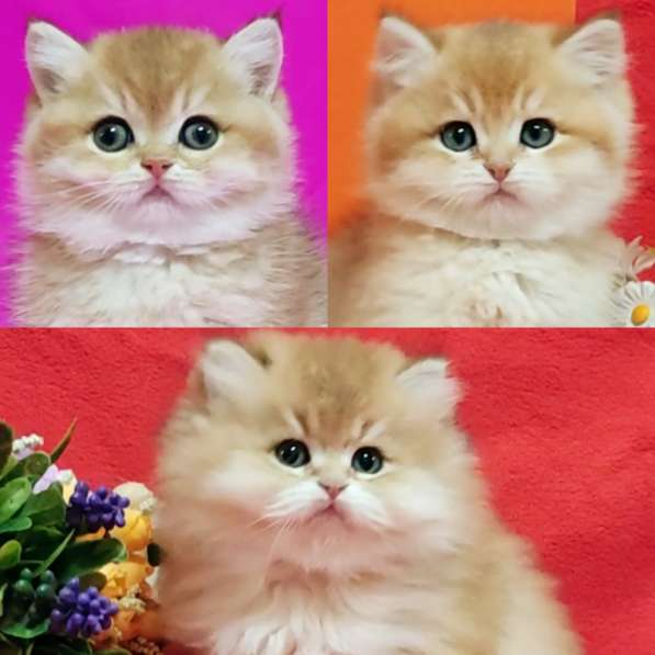 British Shorthair kittens ny12 and ny11