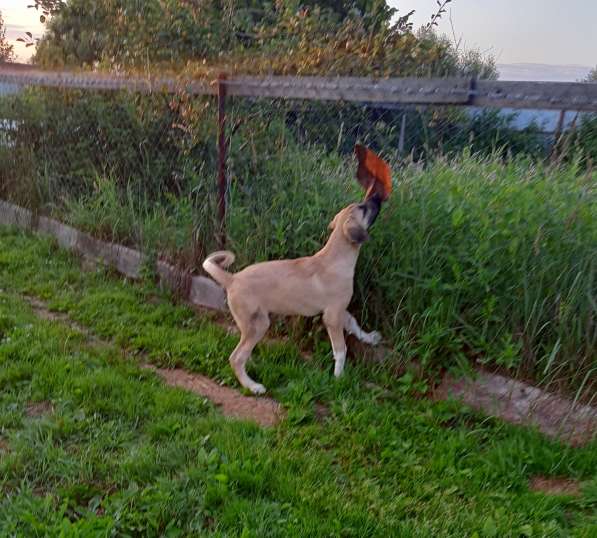 Щенки Кангальской овчарки в Москве фото 13