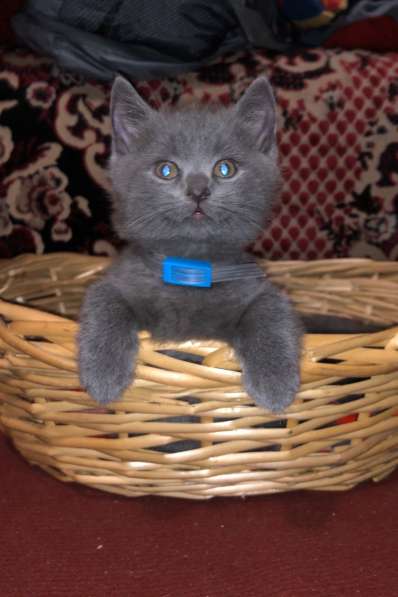 Британские котята в Москве фото 6