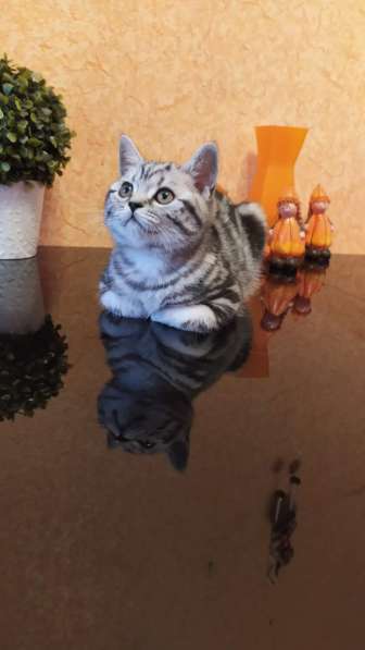 Кошечка пятно на серебре в Москве фото 5
