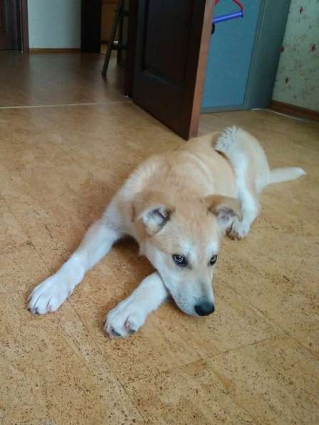 Красивые и очень умные щенки в Санкт-Петербурге фото 20