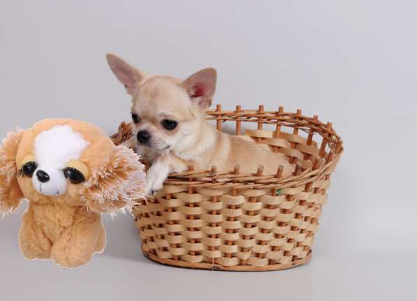 Чихуахуа мальчик в Москве фото 4