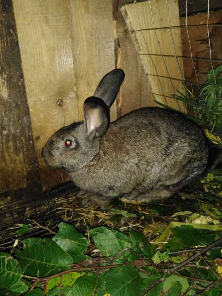 Кролики на мясо и живым весом в Лыскове фото 3