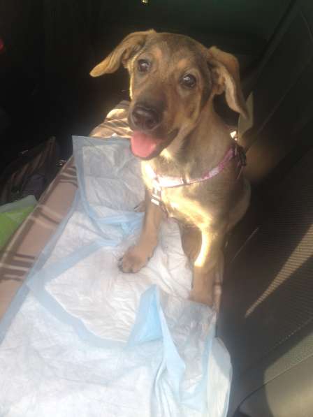 Великолепная Четверка в дар в Москве фото 29