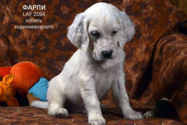 Английский сеттер щенки из элитного питомника в Москве фото 88