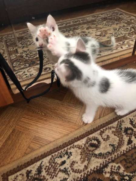 Котята в добрые руки в Москве фото 11