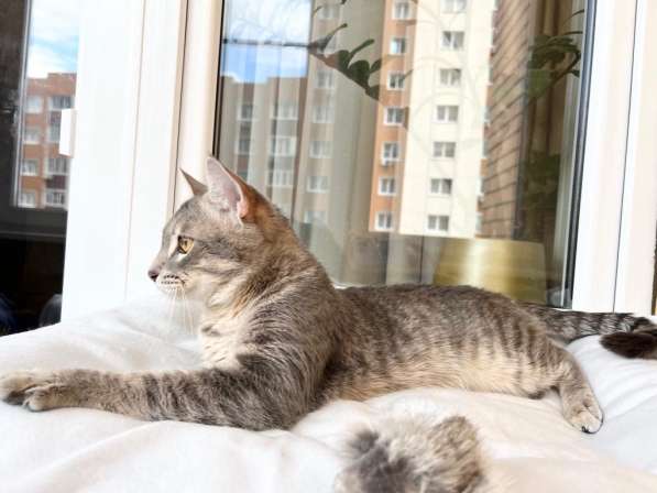 Сноу - молодой котик ищет дом, в добрые руки в Москве