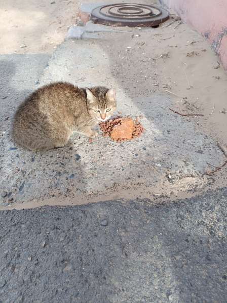 Кошечка ласковая в Улан-Удэ фото 5