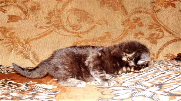 Котёнок мейн кун в Черняховске