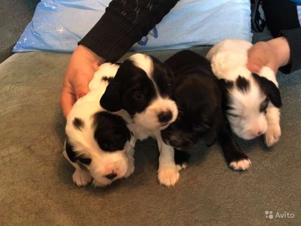Щенки кокер спаниеля в Саратове фото 10
