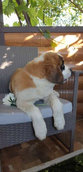 Щенки сенбернара в фото 58