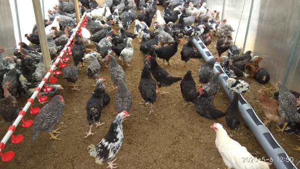 Цыплята Плимутрок, Адлерская серебристая и Брама в Геленджике