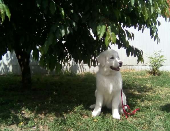 Щенки Мареммо-Абруцкая Овчарка в Краснодаре фото 16