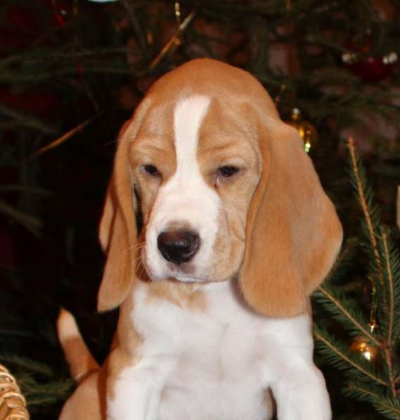 Щенки бигля в Тосно фото 14