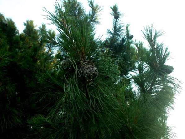 дачу в Утяшево, черта города в Тюмени фото 3