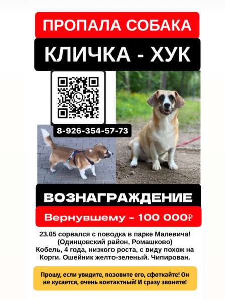 Пропала собака в Одинцово