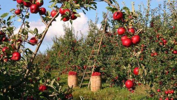 Продается яблочный сад в центральной Турции. Плодоносящий