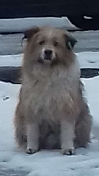 Чарлик хочет домой в Москве фото 3