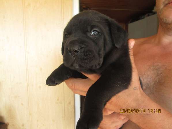 Малыши Корсики 3 мес в Москве фото 16