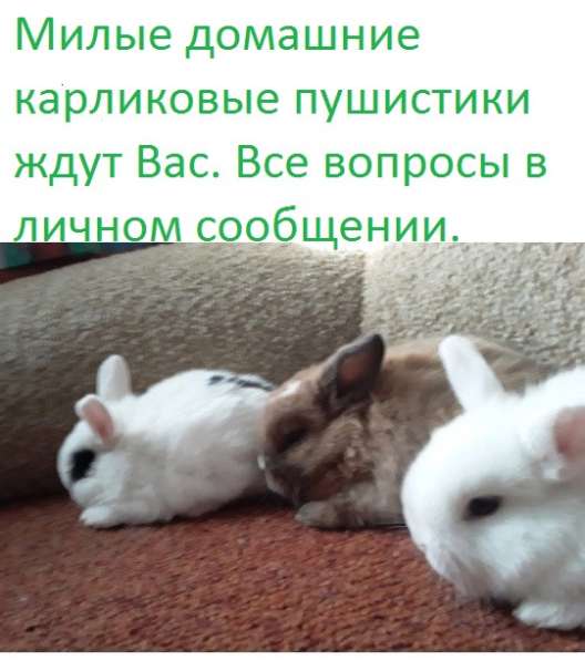 Карликовые домашние малыши кролики в Дзержинске