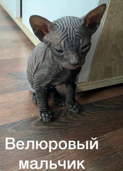 Котята Донской сфинкс в Новосибирске фото 6
