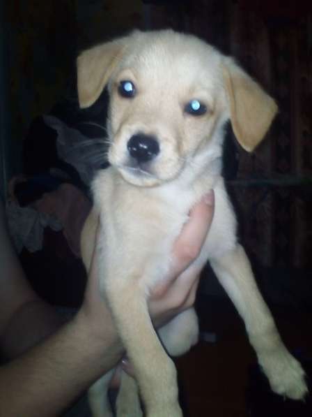 Отдаем щенят в хорошие руки в Новокузнецке фото 5